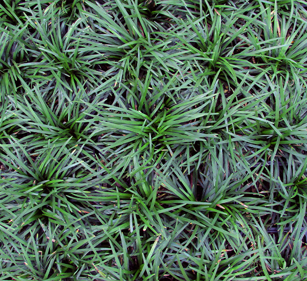 Groundcovers 