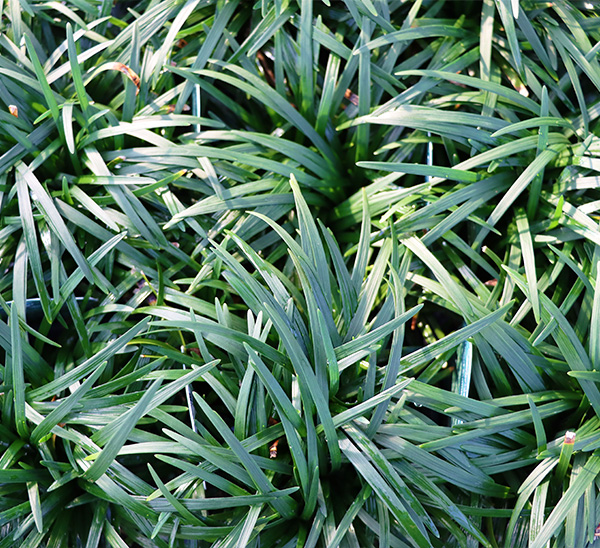 Groundcovers 