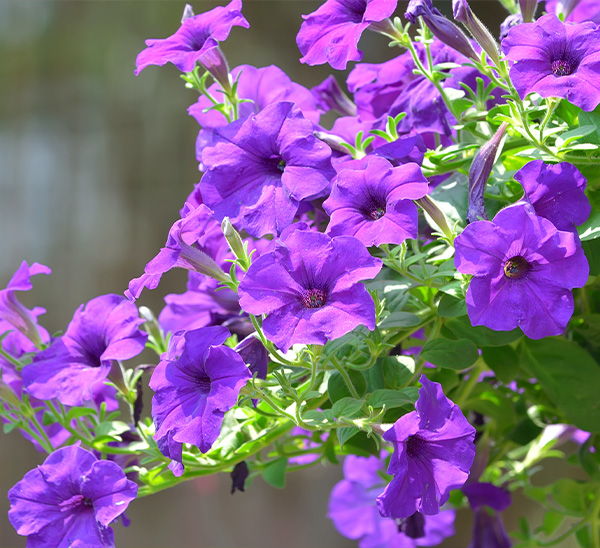 Hanging Baskets 
