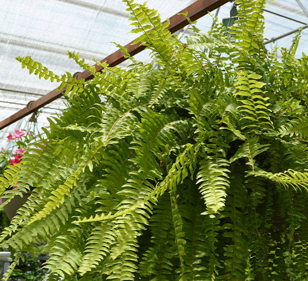 Link to Hanging Baskets  product page