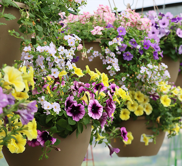 Combo Hanging Basket