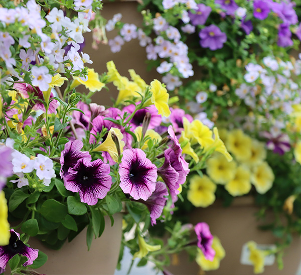 Hanging Baskets 
