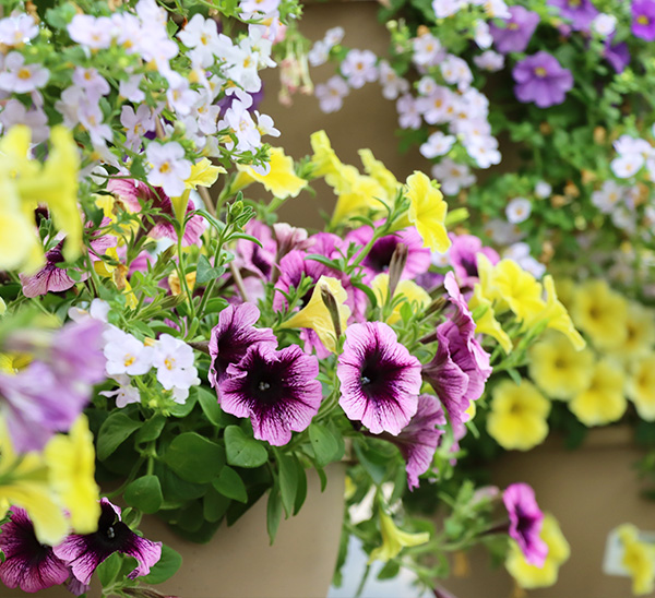 Link to Hanging Baskets  product page