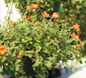 Purslane hanging baskets