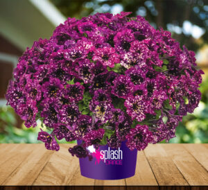 Splash Dance™ Magenta Mambo Petunia