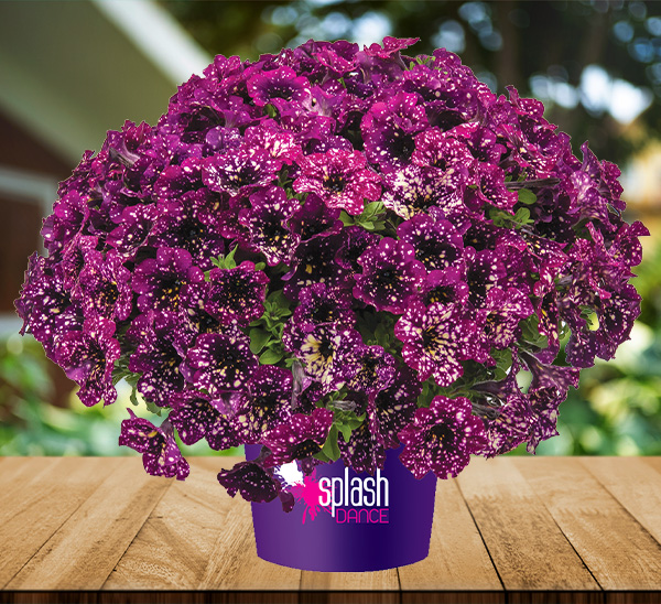 Hanging Baskets 