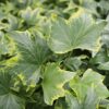 hedera ivy variegated