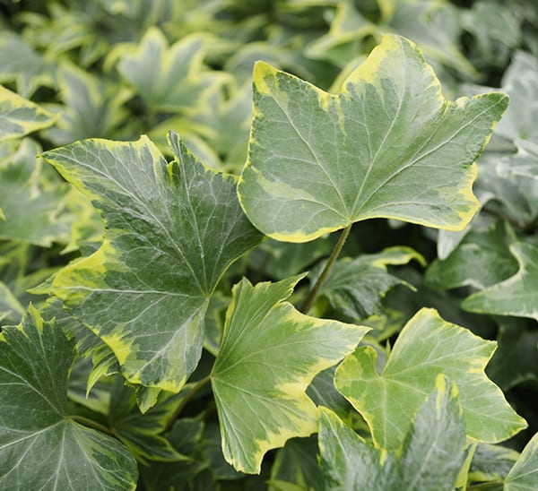 Hedera Ivy Variegated