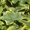 hedera ivy variegated