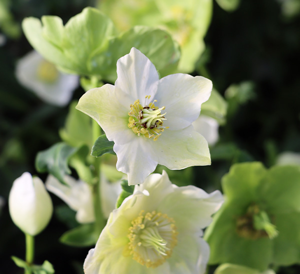 Lenten Rose Helleborus