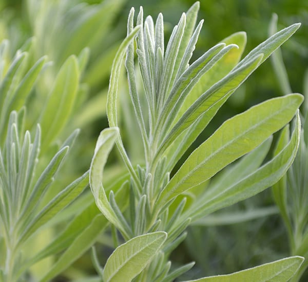 Herb de Provence Kit