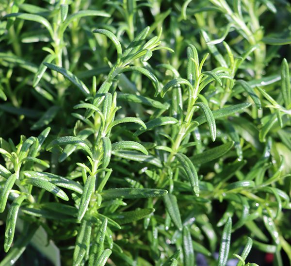 Herbs 