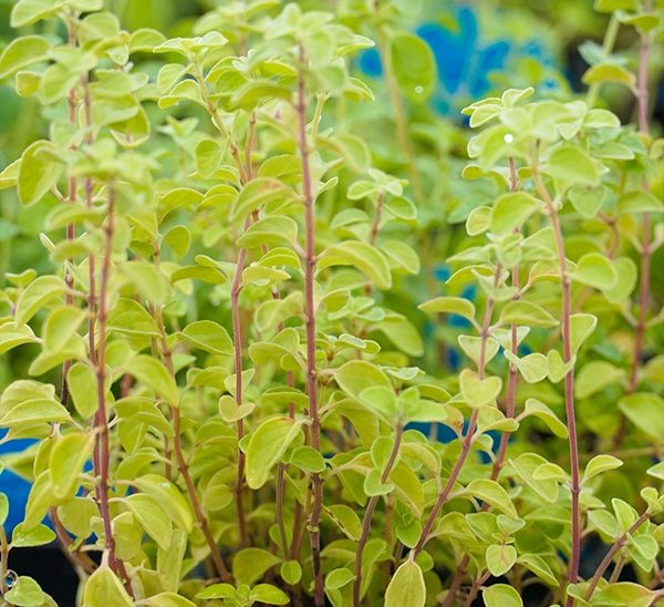 Link to Blue Label Organic Herbs  product page