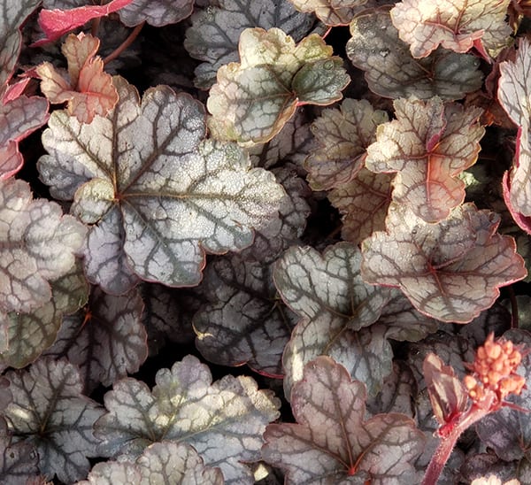 Heuchera