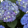 Hi™ Meadow Hydrangea Gallery Image