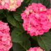 Hi™ Meadow Hydrangea Photo 1