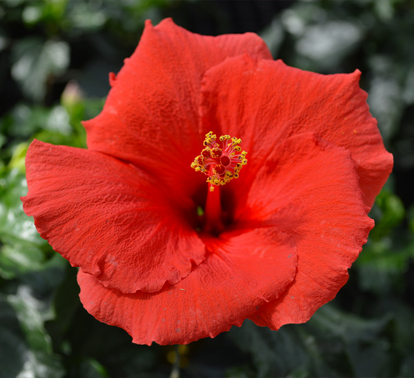 Tropical Hibiscus 