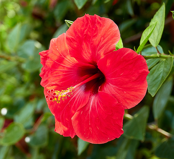 Tropical Hibiscus 