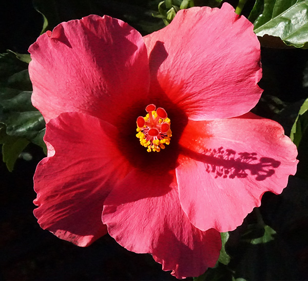  Tropical Hibiscus 