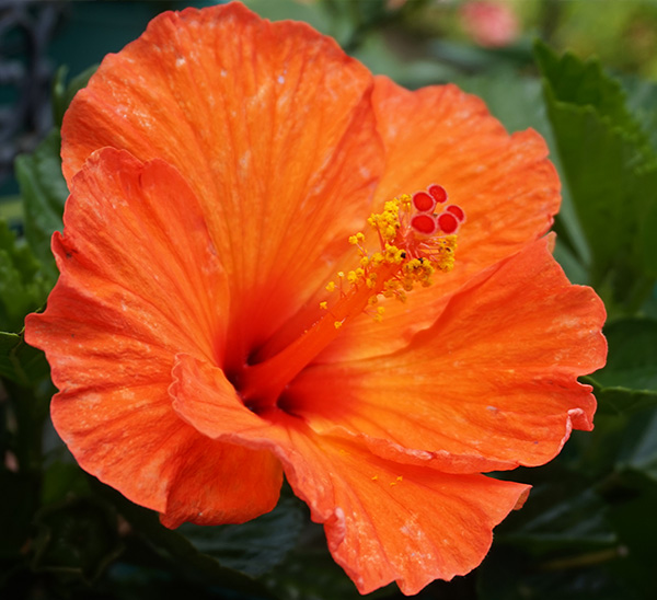 Tradewinds® Tropical Hibiscus 