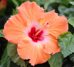 Tradewinds® Tropical Hibiscus - Mandarin Wind