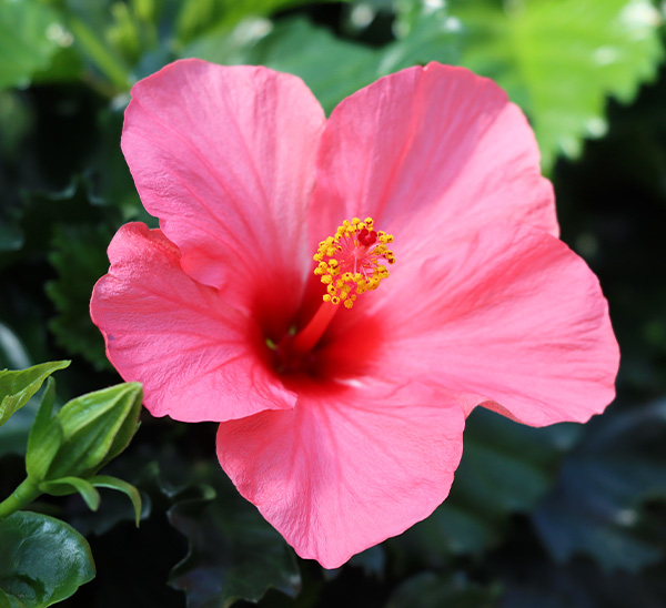 Link to Tropical Hibiscus  product page