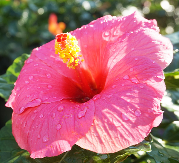 Tropical Hibiscus 
