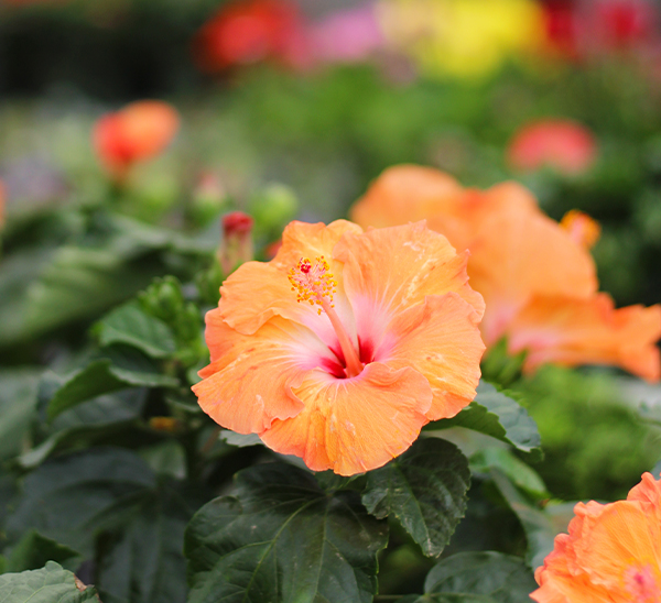 Tropical Hibiscus 