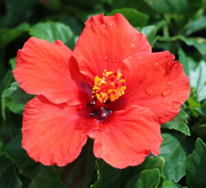 Red Tropical Hibiscus