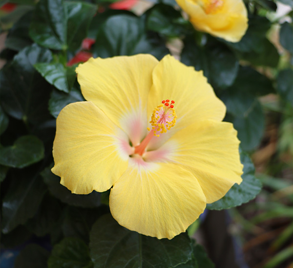 Tropical Hibiscus 