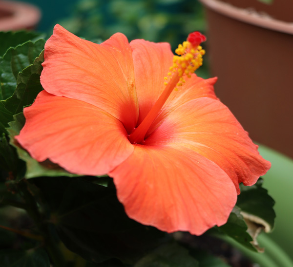 Link to Tropical Hibiscus  product page