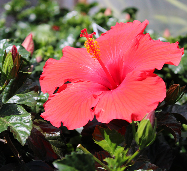 Tropical Hibiscus 