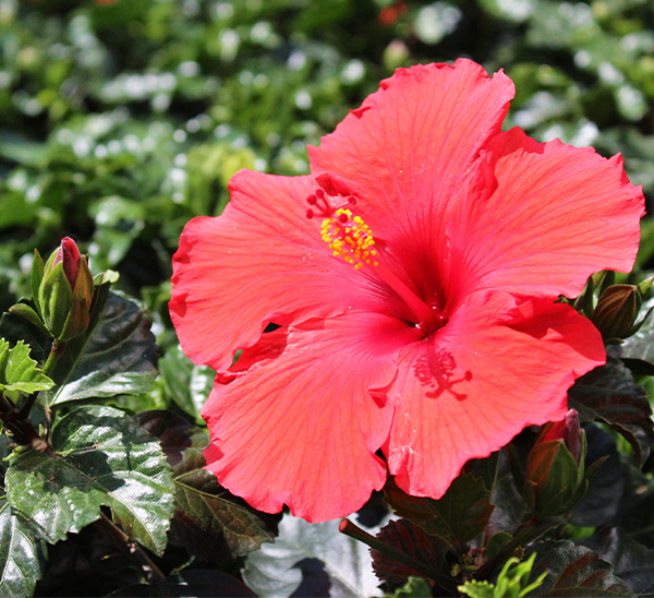Tropical Hibiscus 