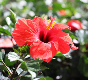red hibiscus