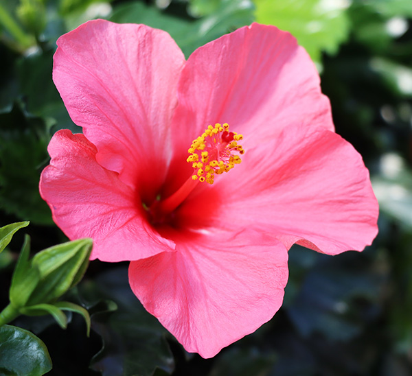 Link to Tropical Hibiscus product page