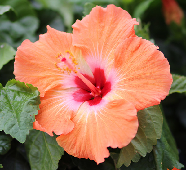 Tropical Hibiscus 