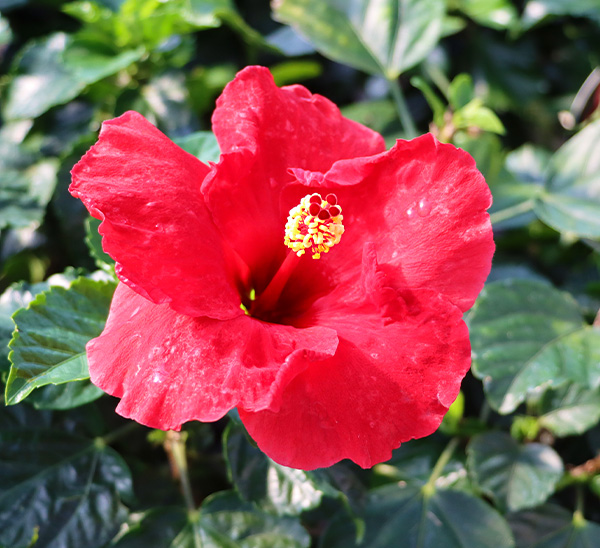 Tropical Hibiscus 