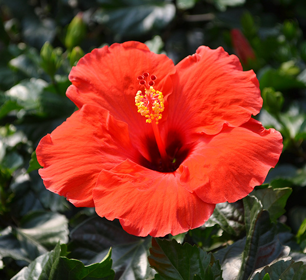 Link to Tropical Hibiscus  product page