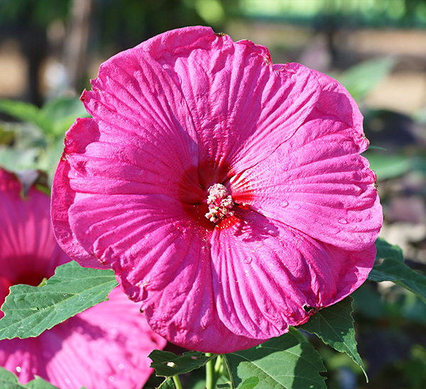 Link to Perennial Luna	Hibiscus product page