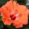hibiscus orange