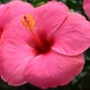 hibiscus pink