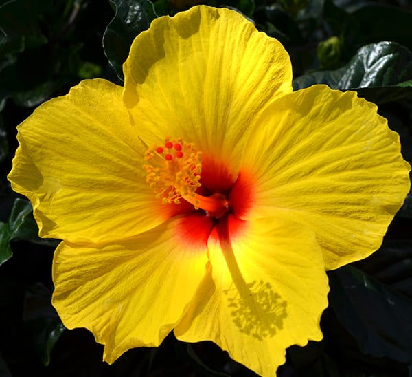 Hibiscus