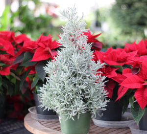 Lavender shaped as christmas tree surrounded by poinsettias