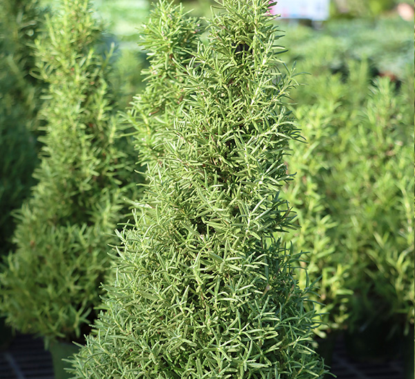 Holiday Trees 