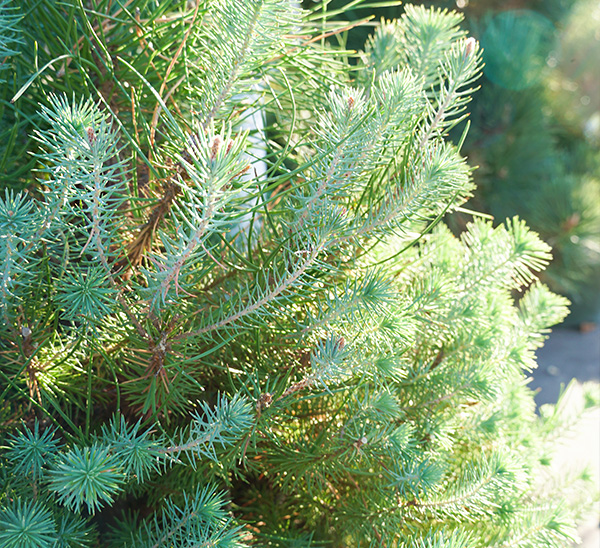 Link to Holiday Trees  product page