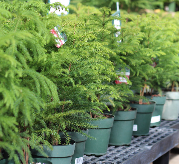 Link to Holiday Trees  product page