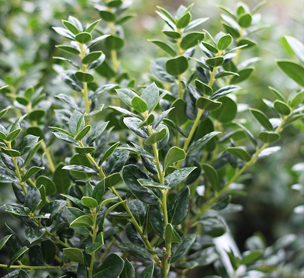 Link to Hollies  product page