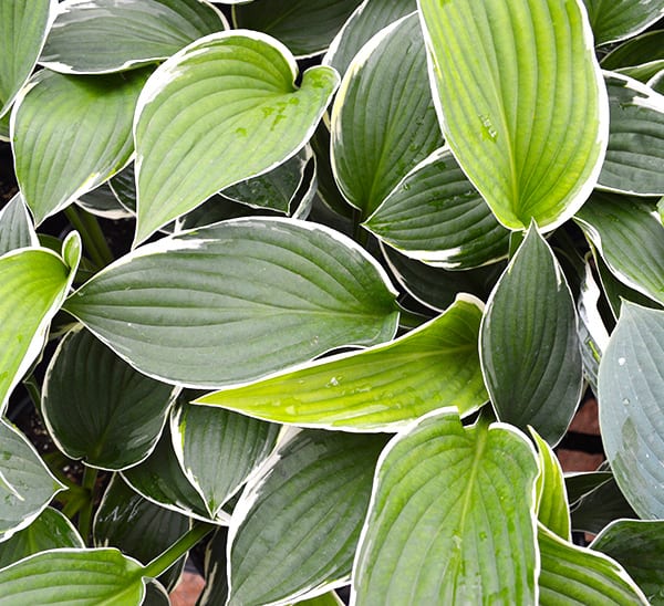 Hosta