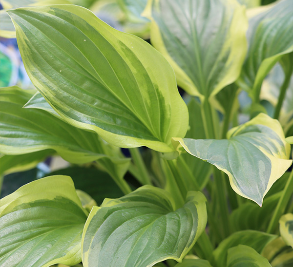 Link to Perennials  product page