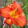 Daylily